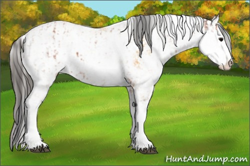 Horse Color:Bay Sabino Rabicano  and Buckskin Sabino Rabicano 