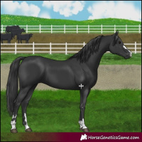 Horse Color:Black 