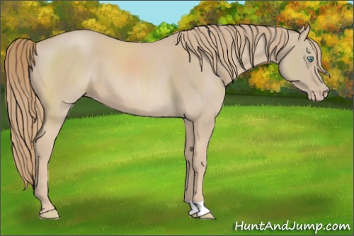 Horse Color:Smoky Creme 