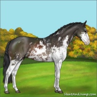 Horse Color:Brown Sabino