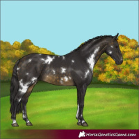 Horse Color:White Spotted Buckskin Rabicano 