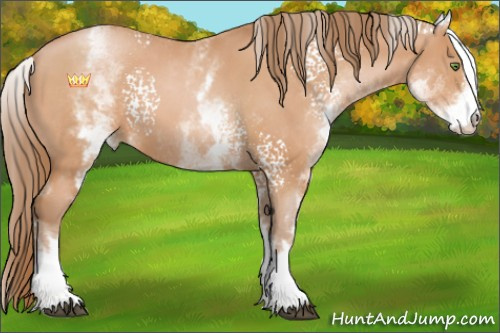 Horse Color:White Spotted Bay Pearl