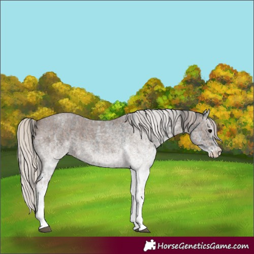 Horse Color:White Spotted Blue Roan Rabicano  and White Spotted Silver Blue Roan Rabicano 