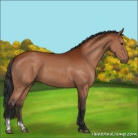 Horse Color:Brown Sabino 