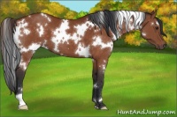 Horse Color:White Spotted Brown 
