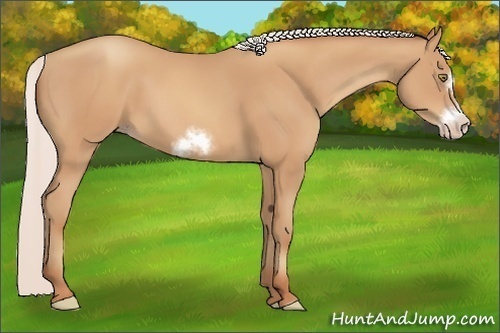 Horse Color:Silver Amber Champagne Sabino Frame