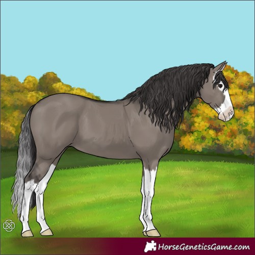 Horse Color:Smoky Grullo Splash 