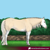 Horse Color:Palomino Dun Splash 
