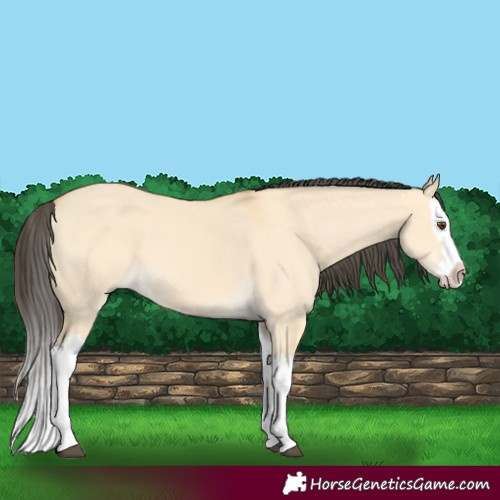 Horse Color:Buckskin Dun Splash 