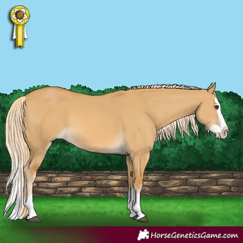 Horse Color:Palomino Dun Splash 