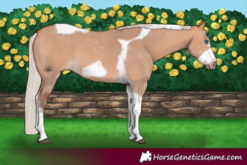 Horse Color:Silver Bay Dun Sabino Tobiano Frame Rabicano 