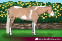 Horse Color:Silver Bay Dun Sabino Tobiano Frame Rabicano 