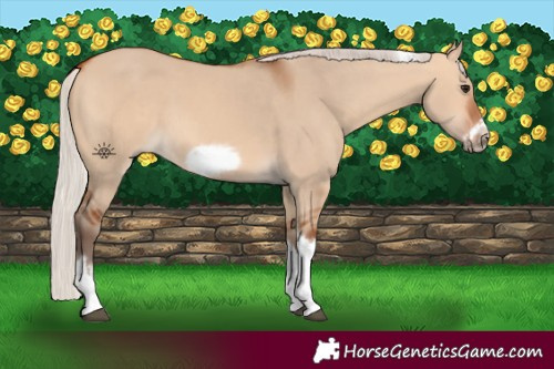 Horse Color:Silver Bay Dun Sabino Tobiano Frame Rabicano