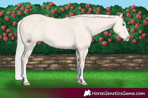 Horse Color:Cremello Dun Splash 