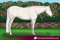 Horse Color:Cremello Dun Splash