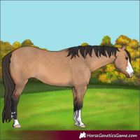 Horse Color:Bay Dun 