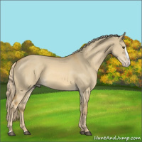 Horse Color:Palomino Dun Splash