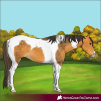 Horse Color:Buckskin Tobiano 