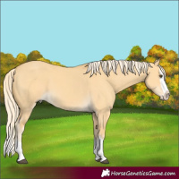 Horse Color:Palomino Dun Splash