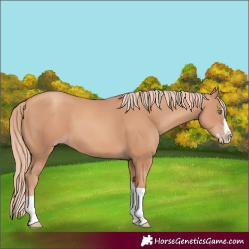 Horse Color:Gold Champagne Splash Tobiano 