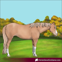 Horse Color:Gold Champagne Splash Tobiano