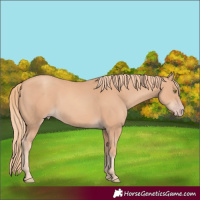 Horse Color:Gold Champagne 