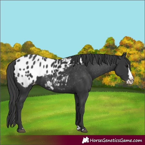 Horse Color:Black Splash Appaloosa 