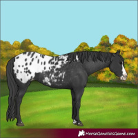 Horse Color:Black Splash Appaloosa 