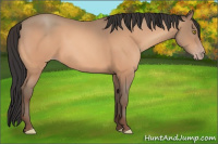 Horse Color:Amber Champagne 
