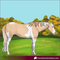 Horse Color:Gold Champagne Splash Tobiano 