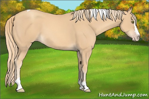 Horse Color:Gold Champagne Splash Tobiano 