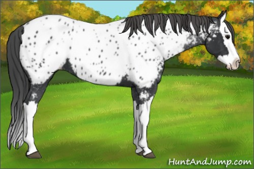 Horse Color:Black Splash Appaloosa 