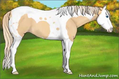 Horse Color:Gold Champagne Splash Tobiano