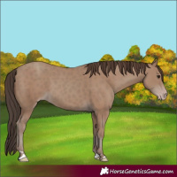 Horse Color:Classic Champagne