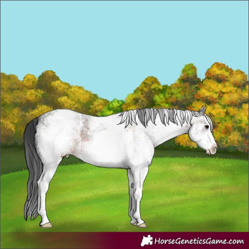 Horse Color:White Spotted Brown Sabino 