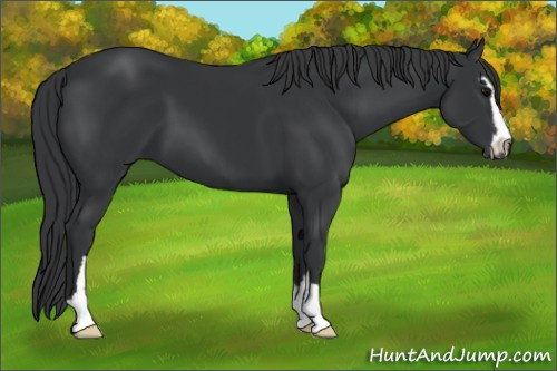 Horse Color:Black Sabino 