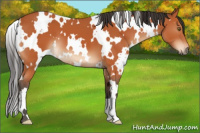 Horse Color:White Spotted Brown
