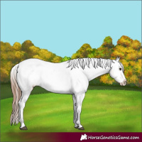 Horse Color:White Spotted Bay Dun Appaloosa