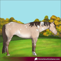 Horse Color:White Spotted Amber Champagne Dun