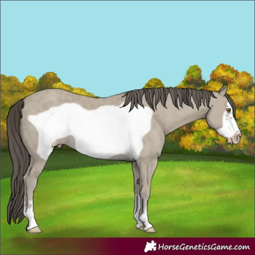 Horse Color:Classic Cream Champagne Frame 
