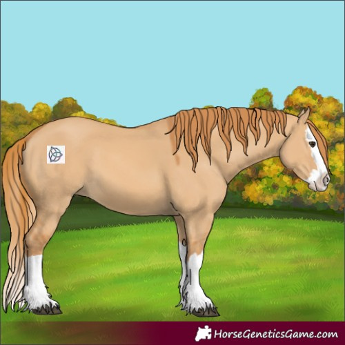 Horse Color:Red Dun Splash