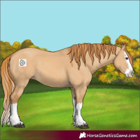 Horse Color:Red Dun Splash 