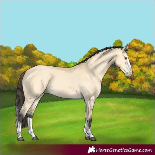 Horse Color:Buckskin Dun Splash