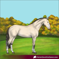 Horse Color:Buckskin Dun Splash 
