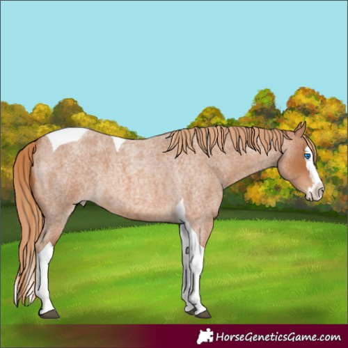 Horse Color:Red Roan Splash Tobiano 