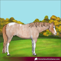 Horse Color:Red Roan Splash Tobiano 