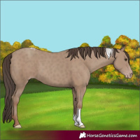 Horse Color:Classic Champagne Tobiano