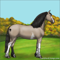 Horse Color:White Spotted Liver Red Dun Appaloosa 