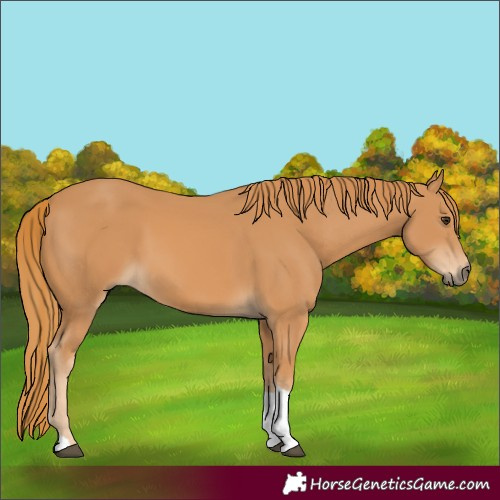 Horse Color:Chestnut Tobiano Rabicano