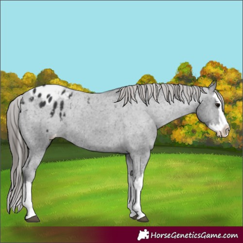 Horse Color:Black Splash Appaloosa 